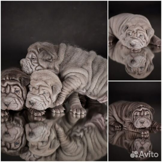 Шарпей щенки РКФ