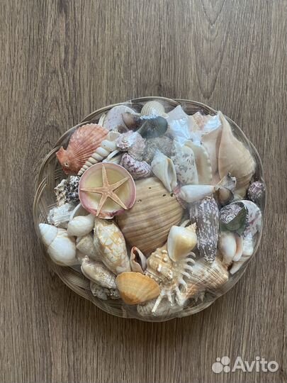 Морские ракушки раковины большие