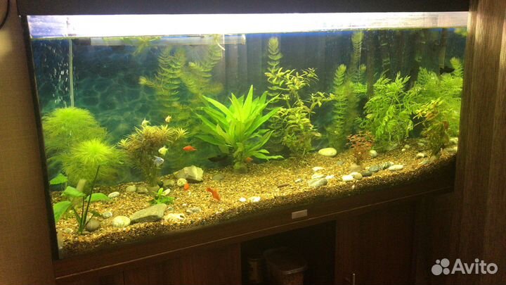 Аквариум juwel rio 180