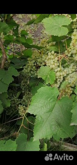 Виноград