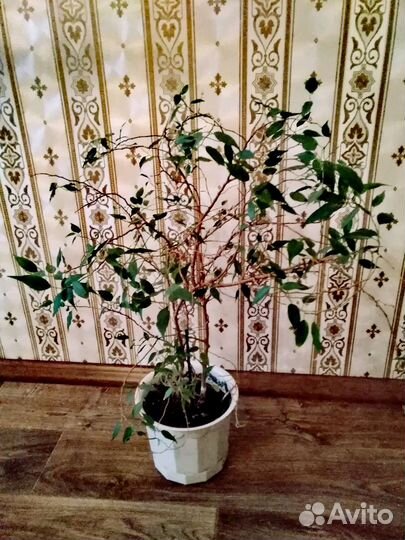 Фикус с горшком