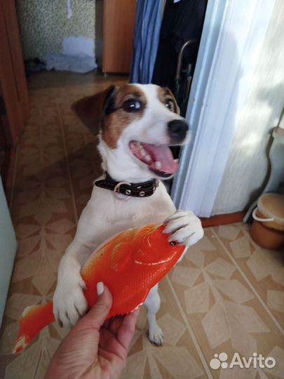 Джек рассел терьер девочка