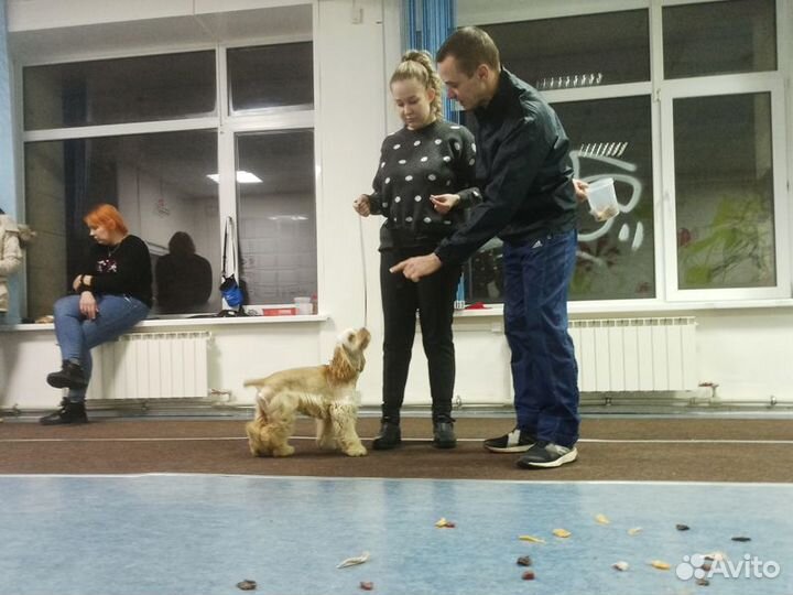 Дрессировка собак. Инструктор. Кинолог