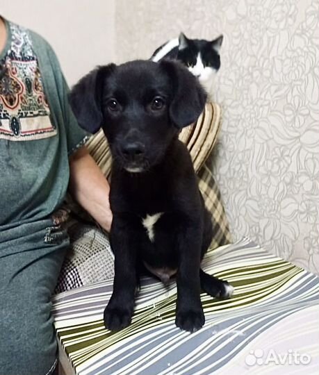 Мальчик в добрые руки