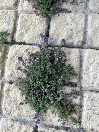 Чабрец низкорослый