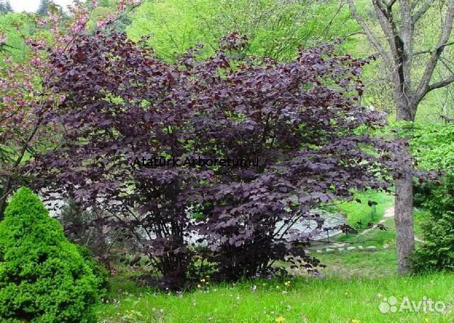 Лещина краснолистная (орешник)