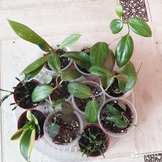 Хойи сортовые