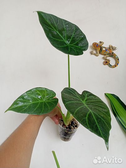 Алоказия Регал Шилдс, Макрориза Black stem