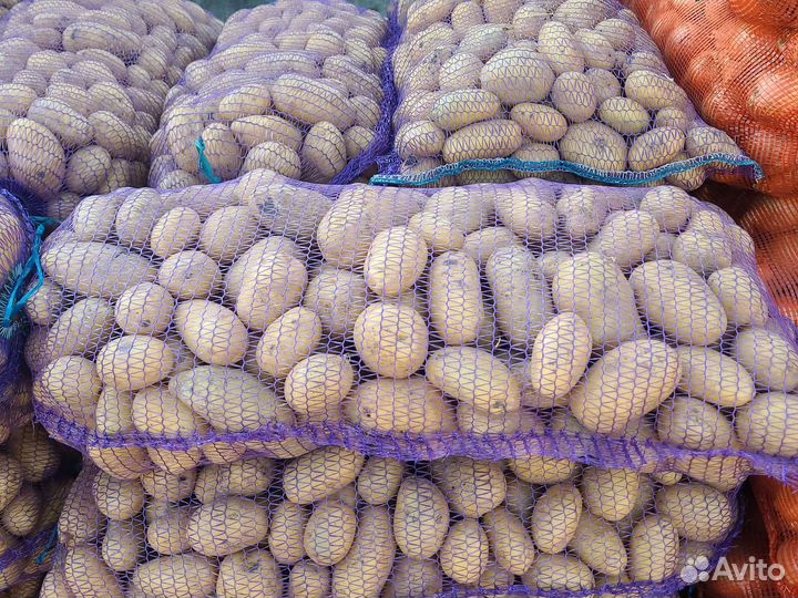 Картофель, лук репчатый