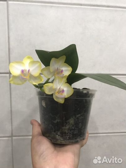 Орхидея фаленопсис Сладкая девочка