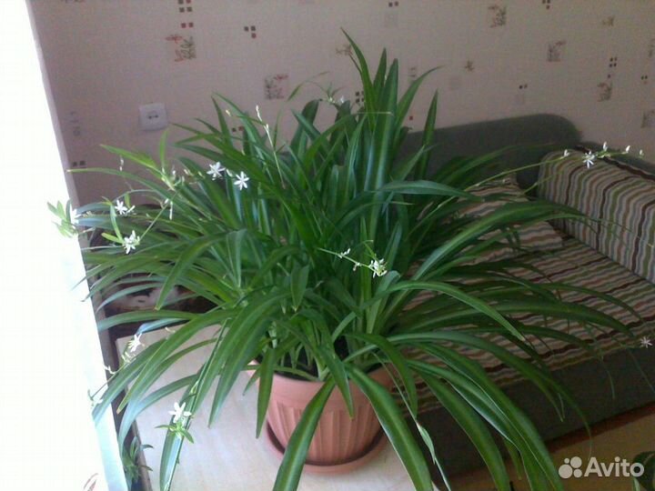 Каланхоэ, хлорофитум, пеперомия, спатифиллум, мирт