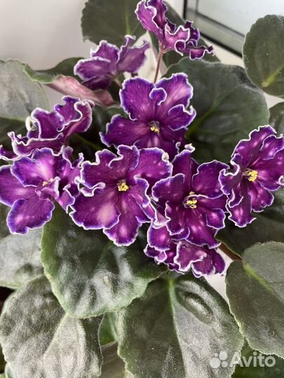 Фиалки цветущие в горшке Твнец Галактик