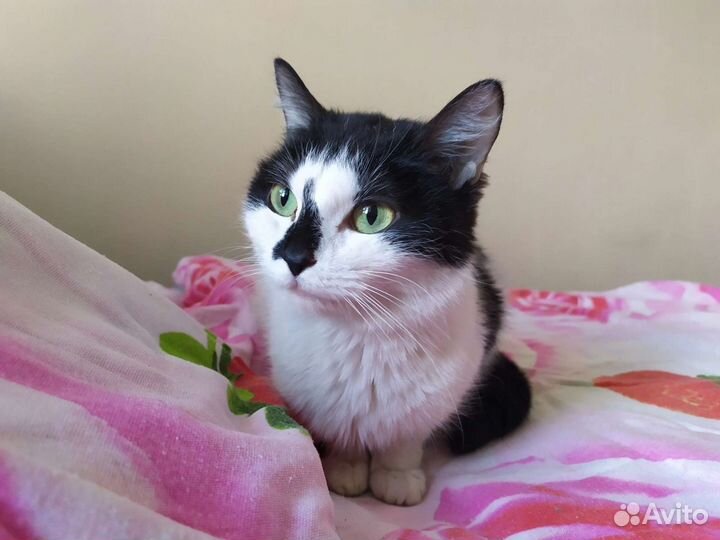 Миниатюрная кошечка