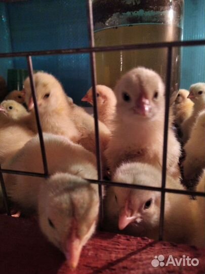 Бройлеры подрощенные по спеццене