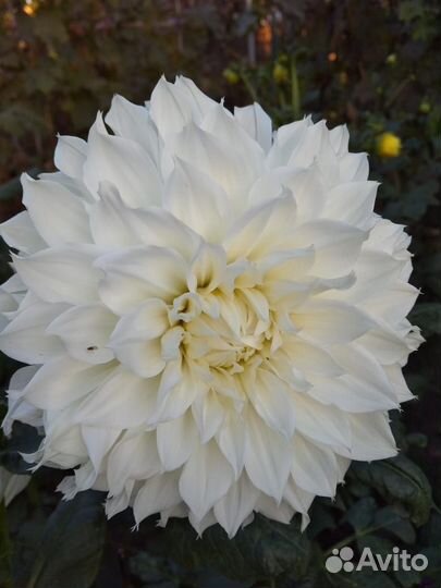 Георгины многолетние