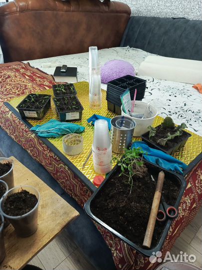 Своя рассада