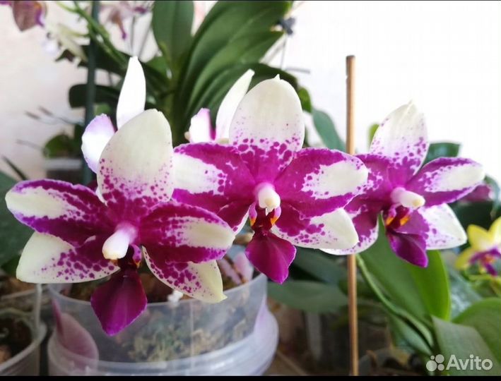 Орхидея Фаленопсис