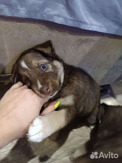 Щенки хаски,мама с документами,1 месяцев