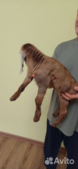 Продаются козлики