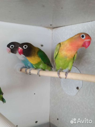 Неразлучники