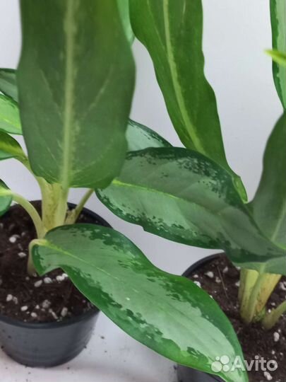 Аглаонема white лайн