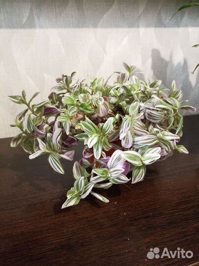 Традесканция