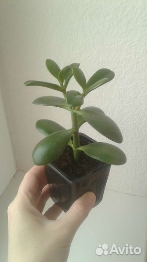 Денежное дерево (толстянка, крассула овата)