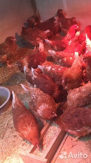 Домашняя птица