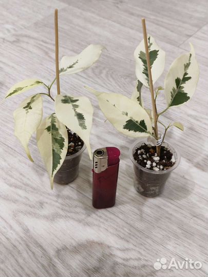 Фикус де гантель, нериифолия