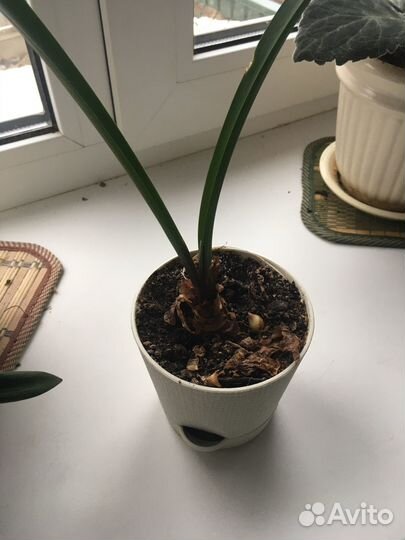 Комнатные растения цветы