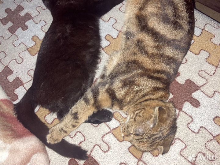 Кошечка в добрые руки