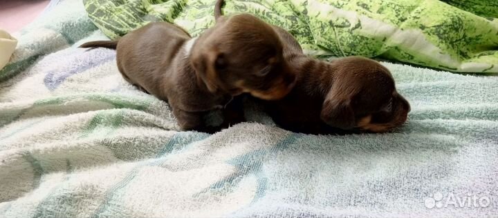 Кроличья такса