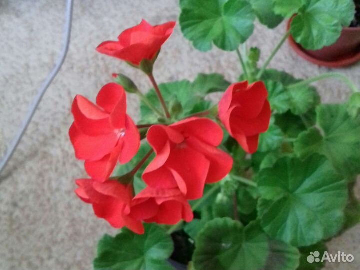 Комнатные цветы