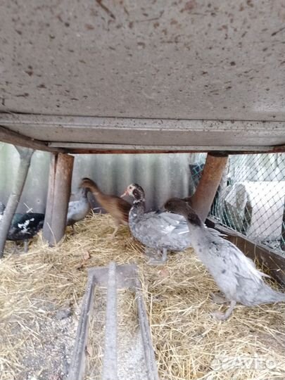 Мускусные утки