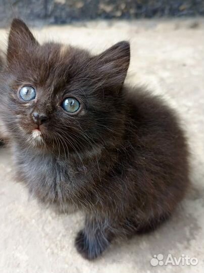 Британские- шотландские котята