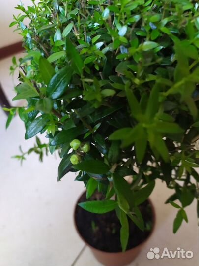 Миртовое дерево