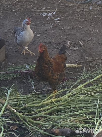Молодые петухи