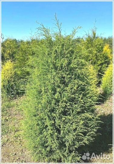 Туя Брабант ком