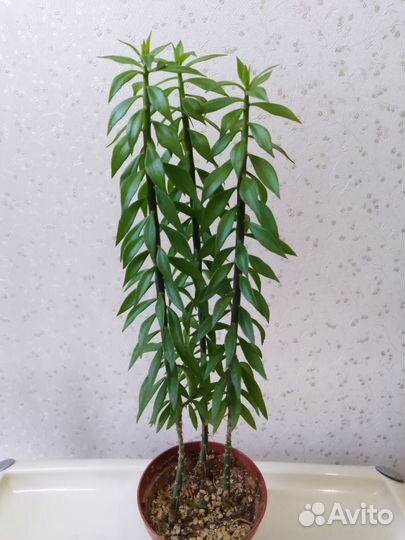 Кактусы и суккуленты