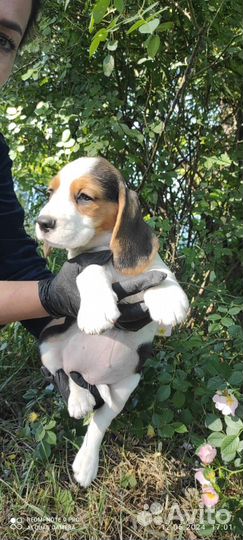 Щенки Бигль