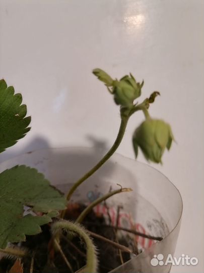 Рассада клубники