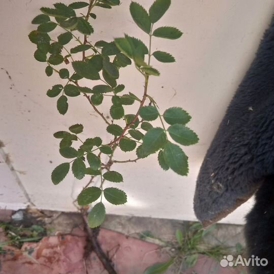 Саженец кустовой розы