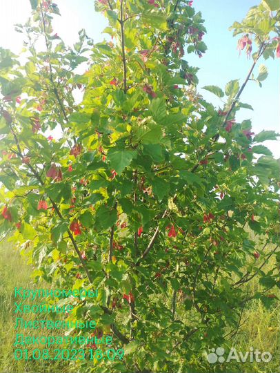 Клен татарский