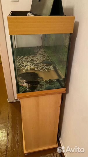 Черепаха с аквариумом