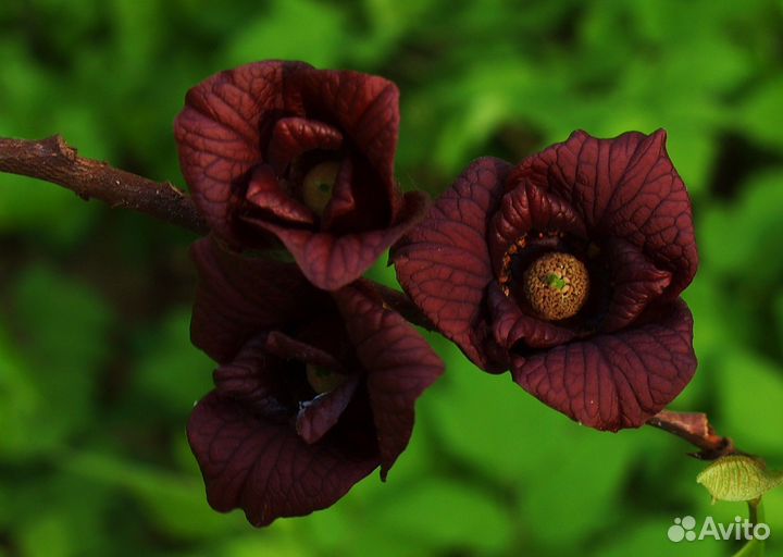 Азимина-северный банан