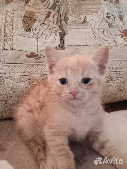 Котенок в добрые руки