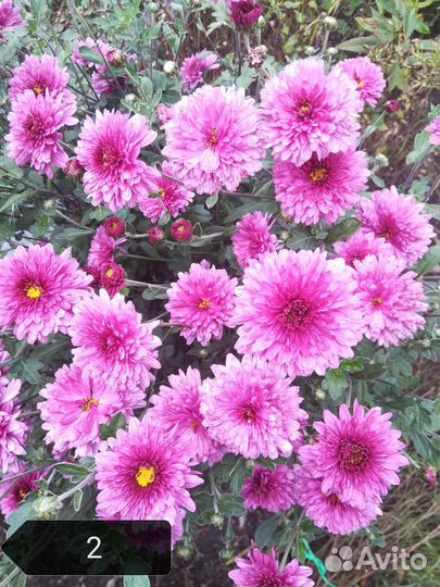 Хризантемы