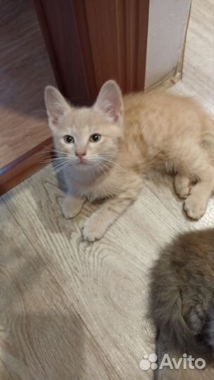 Кошка в дар