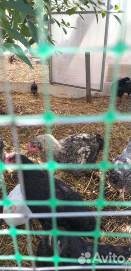 Петухи,молодки,цесарки