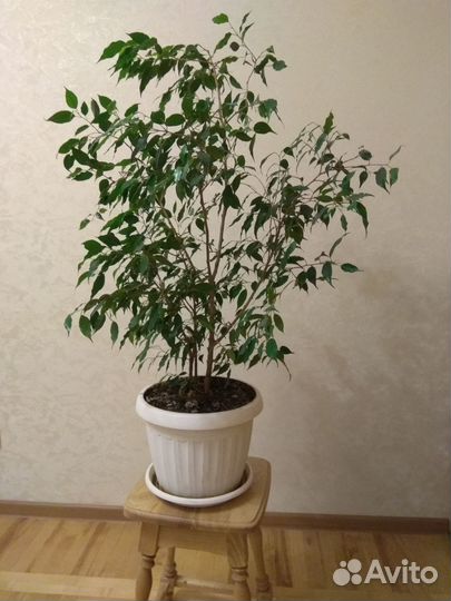Фикус бенджамина